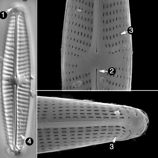 Navicula Libonensis Guide