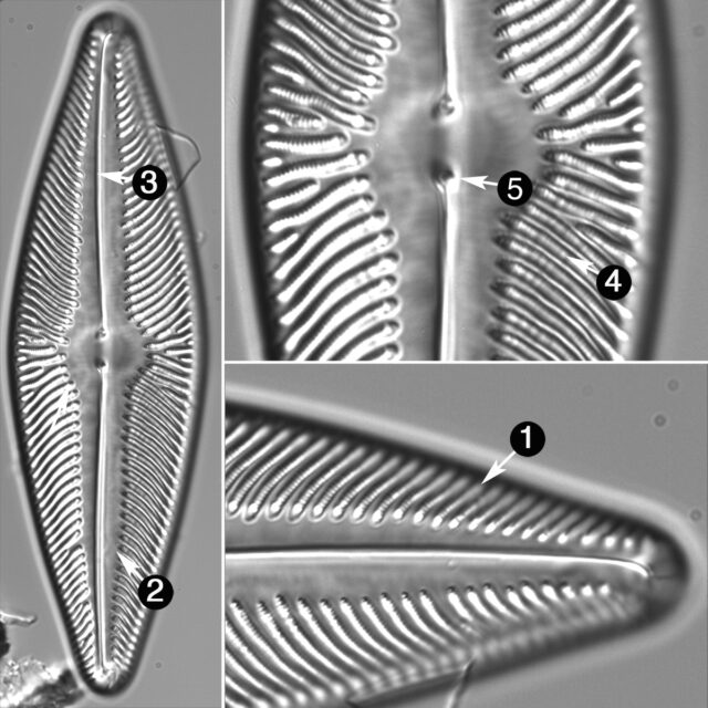 Navicula Ludloviana Guide