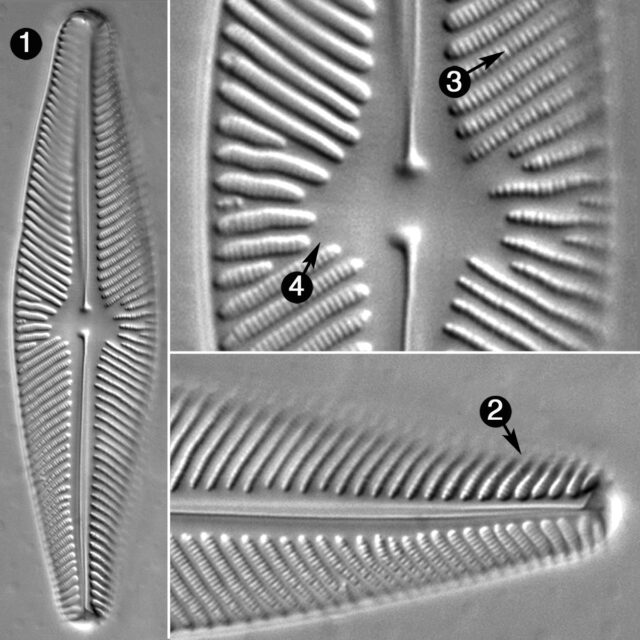 Navicula Ludoviana Guide