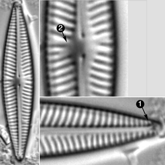 Navicula Lundii Guide