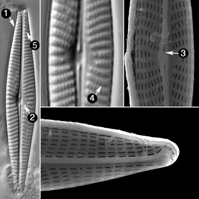 Navicula Notha Guide