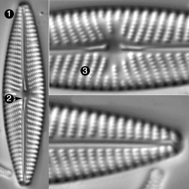 Navicula Oppugnata Guide