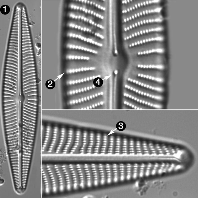 Navicula Peregrina R Guide