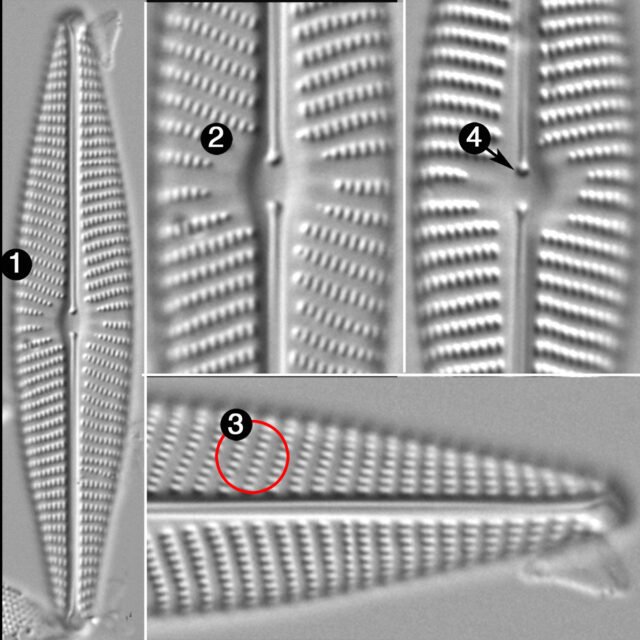 Navicula Peregrinopsis Guide