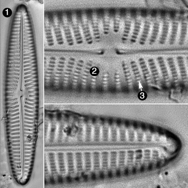 Navicula Perotii Guide