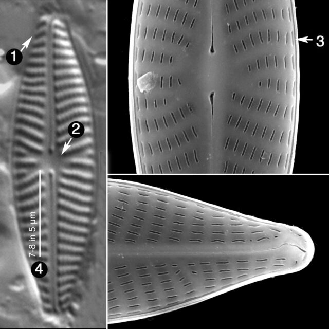 Navicula Reichardtiana Guide