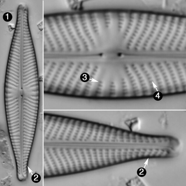 Navicula Rhynchocephala Guide