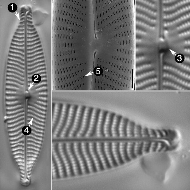 Navicula Rostellata Guide