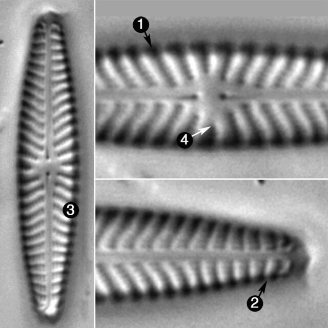 Navicula Seibigiana Guide