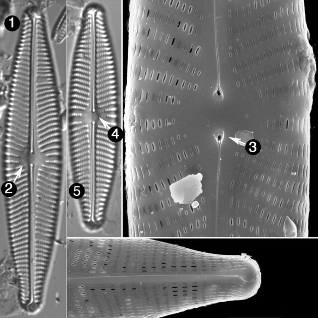 Navicula Slesvicensis Guide