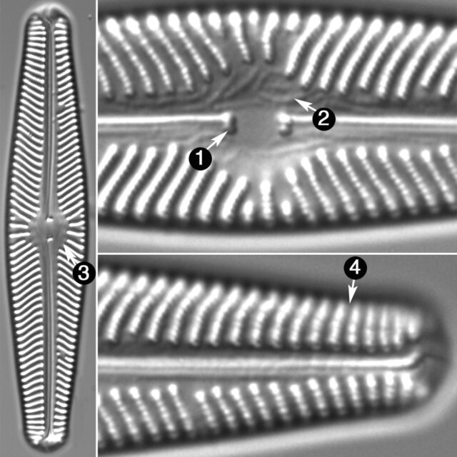 Navicula Sovereinii Guide