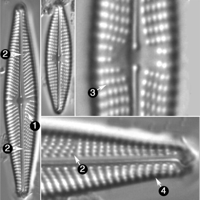 Navicula Streckerae Guide