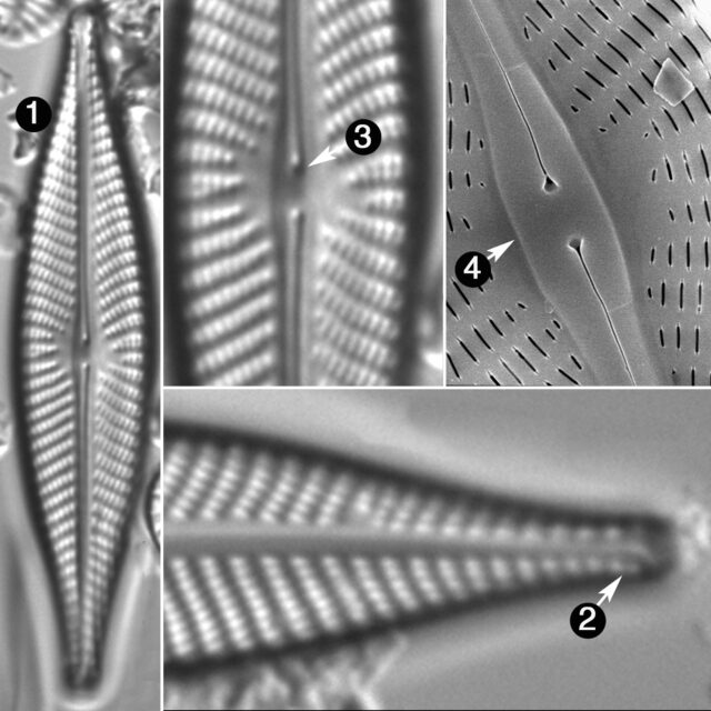 Navicula Subconcentrica Guide