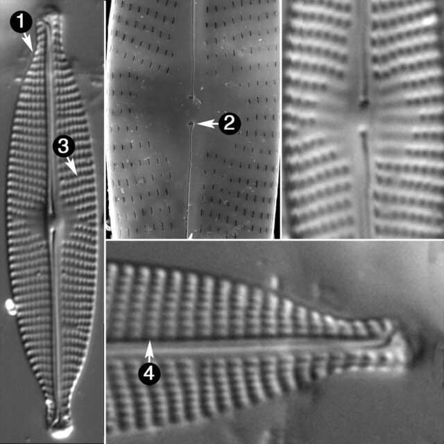 Navicula Subrhynchocephala Guide