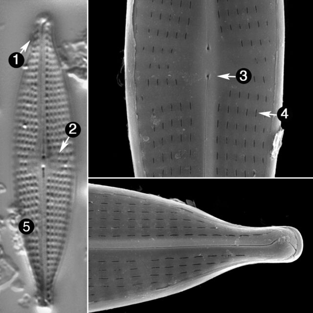 Navicula Subrostellata Guide