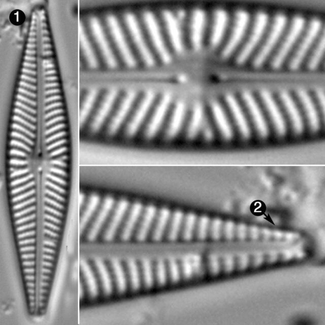 Navicula Supleeorum Guide