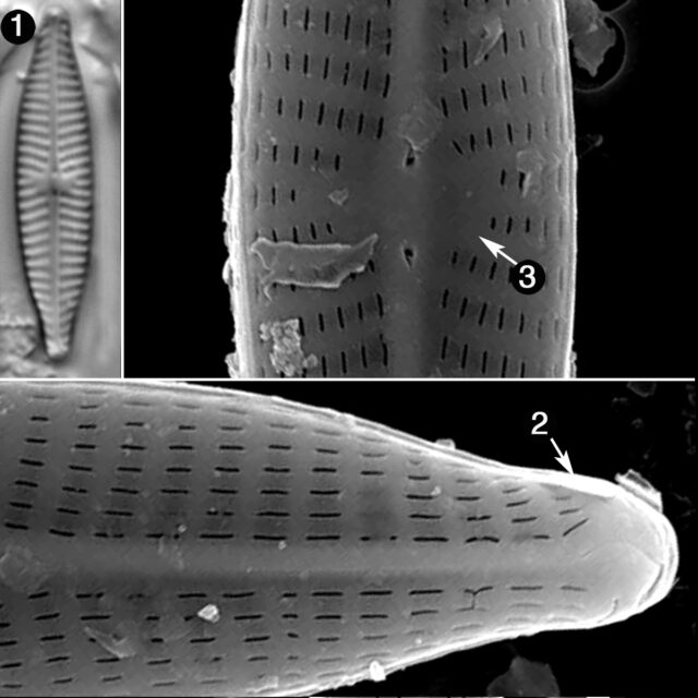 Navicula Trilatera Guide