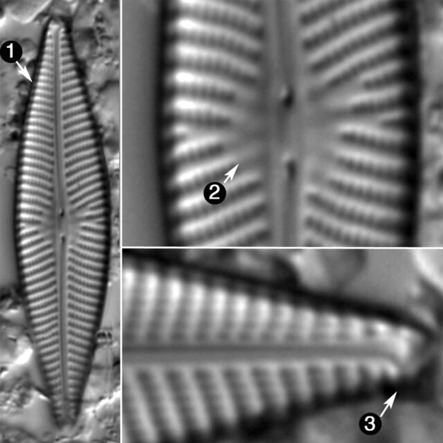 Navicula Trivialis Guide Copy