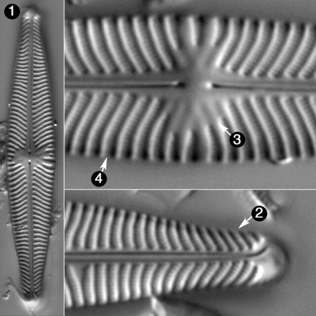 Navicula Venerabilis Guide