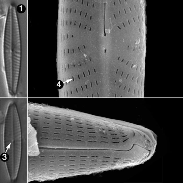 Navicula Vilaplanii Guide