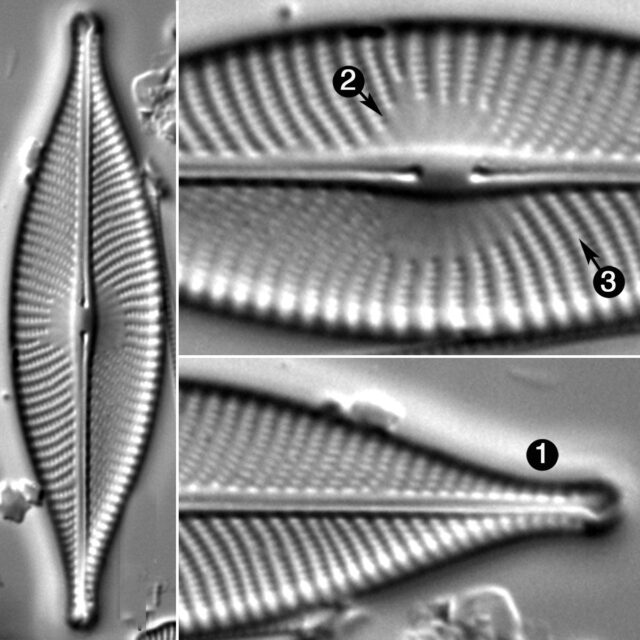 Navicula Whitefishensis Guide