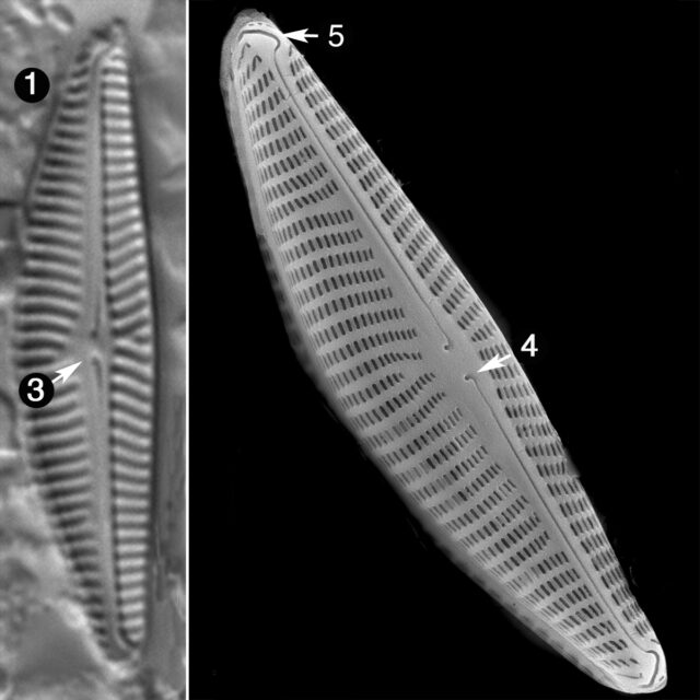 Navicymbula Pusilla Guide