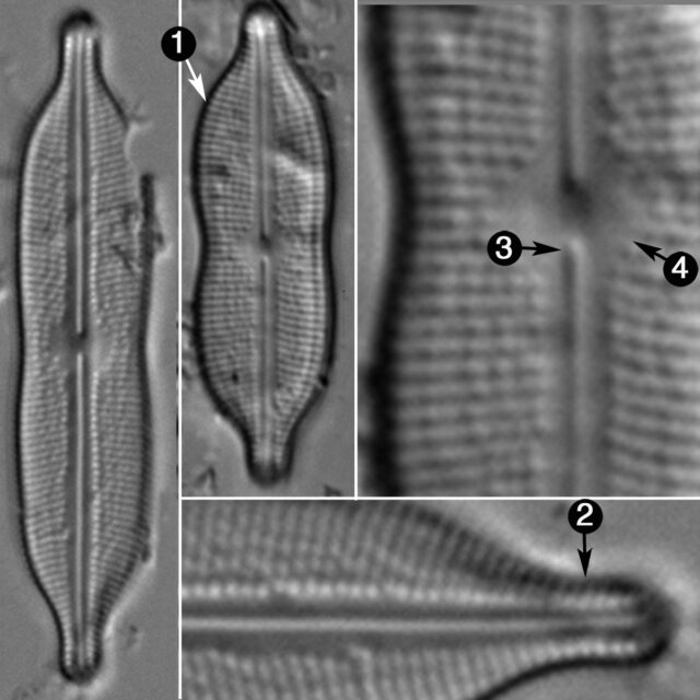 Neidiomorpha Binodiformis Guide