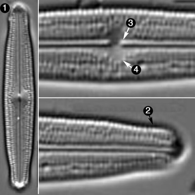 Neidiopsis Hamiltonii Guide