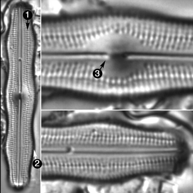 Neidiopsis Levanderi Guide