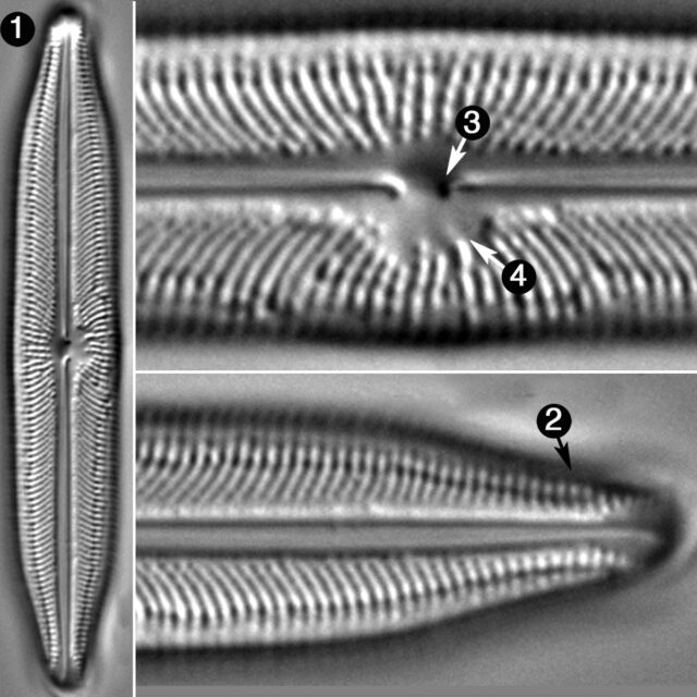 Neidiopsis Weilandii Guide