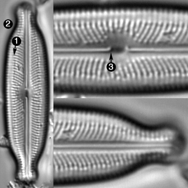 Neidiopsis Wulffii Guide