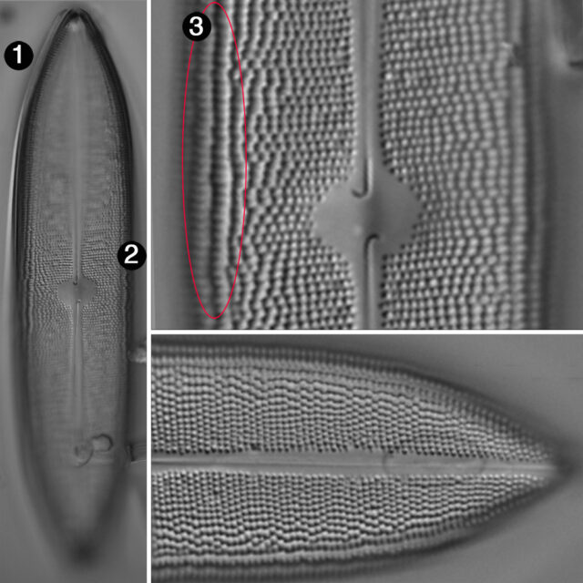 Neidium amphigomphus guide2