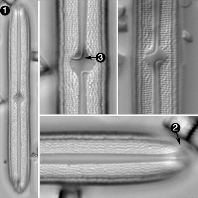 Neidium bisulcatum guide