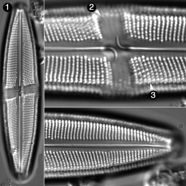 Neidium Bobmarshallensis Guide