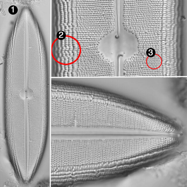 Neidium dilatatum guide