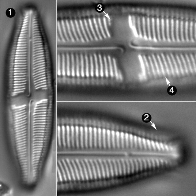 Neidium Fogedii Guide