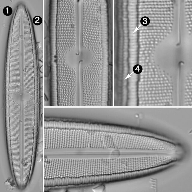 Neidium fossum guide