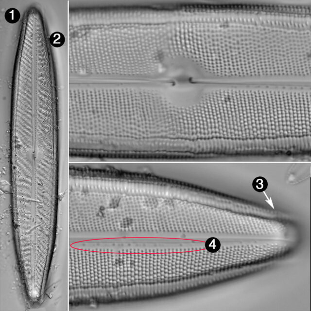 Neidium iridis2 guide