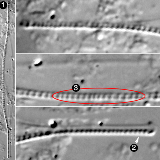 Nitzschia Acicularis Guide2