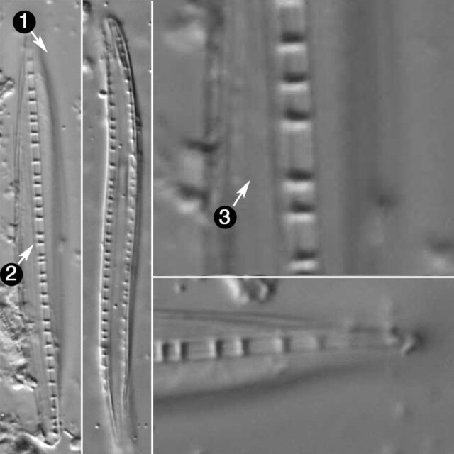 Nitzschia Biacrula Guide