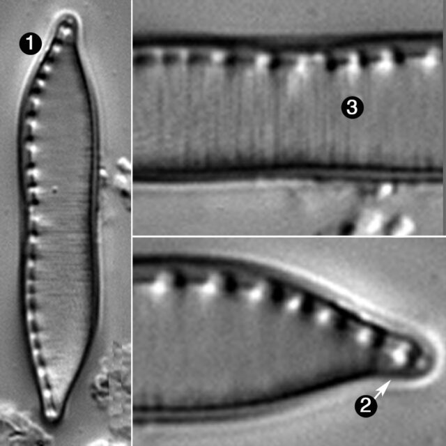 Nitzschia Brevissima Guide