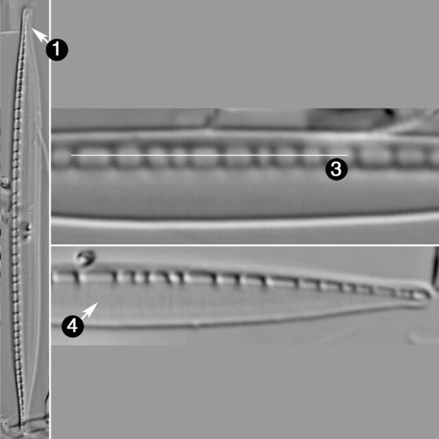 Nitzschia Columbiana Guide