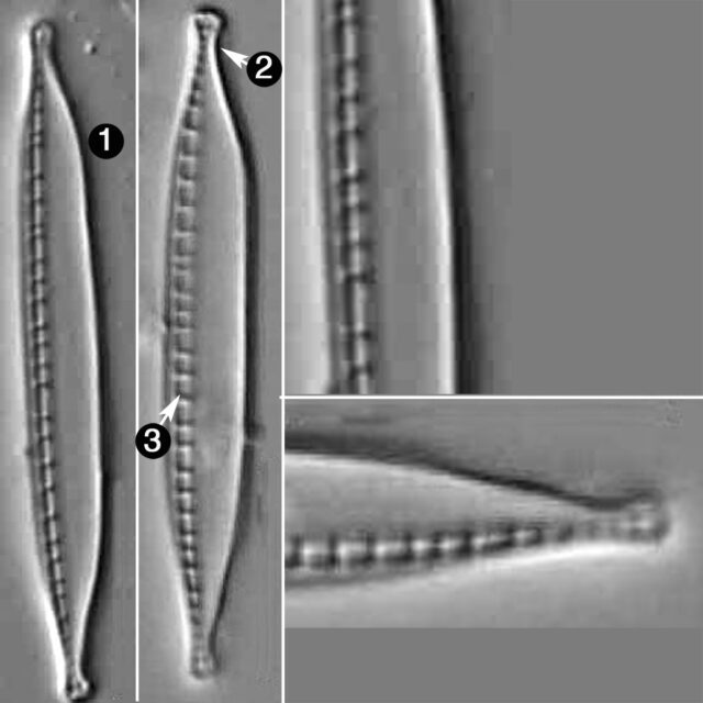 Nitzschia Dissipata Oligotraphenta Guide