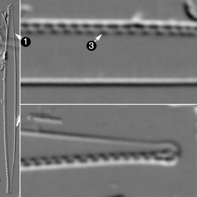 Nitzschia Exilis Guide2