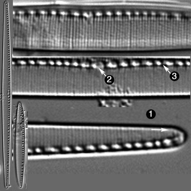 Nitzschia Filiformis Guide