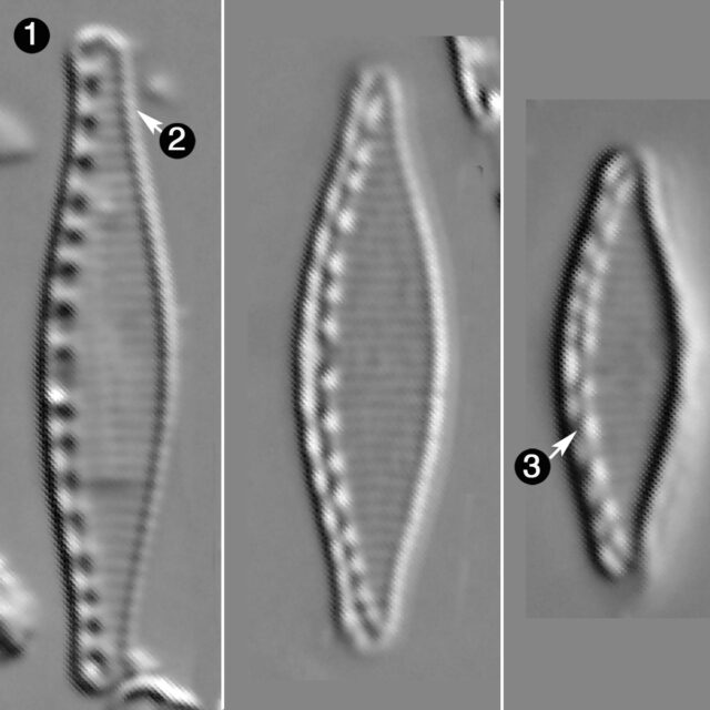 Nitzschia Fonticuloides Guide