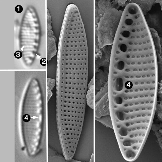 Nitzschia inconspicua guide