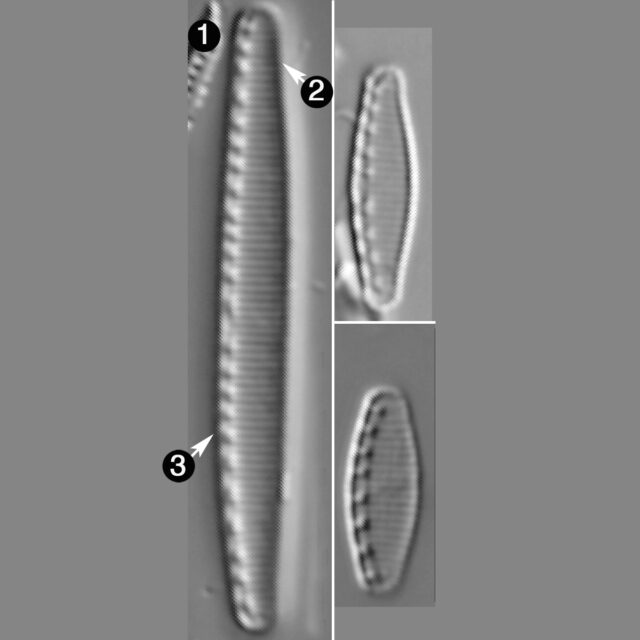 Nitzschia Innominata Guide