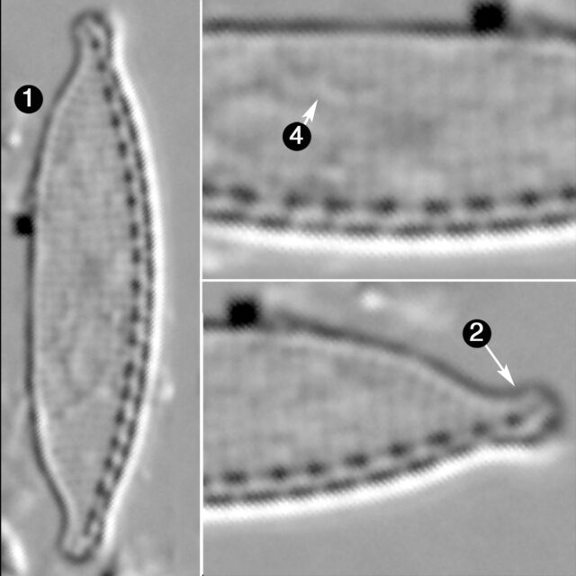 Nitzschia Microcephala Guide