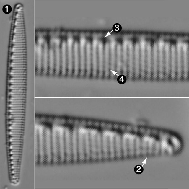 Nitzschia Oregona Guide